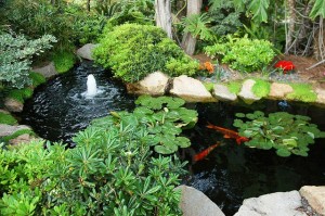 aardweg-landscaping-main-line-philadelphia-water-pond-garden-design-dahlia