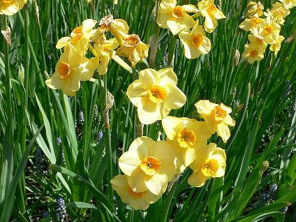 Wikimedia-Longwood-Gardens-Main-Line-Landscape-Design-Jonquilla-Daffodil