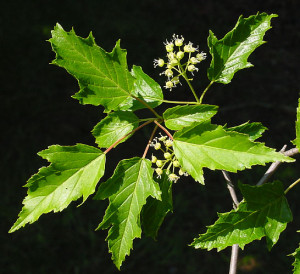 Two maple trees popular in the Northeast are the Amur Maple (Acer grinnala) and Trident Maple (Acer buergerianum)