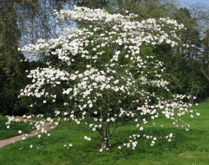Cornus_florida_flowering_dogwood_aardweg_landscaping
