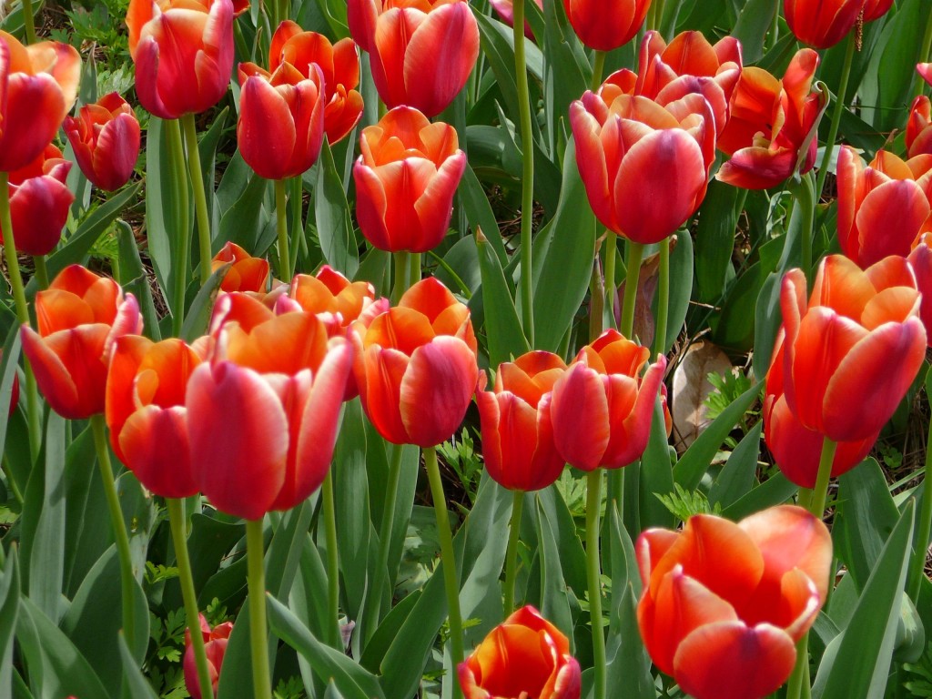 philadelphia-flower-show-2015-tulips