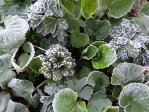 aardweg-landscaping-frost-protection-philadelphia